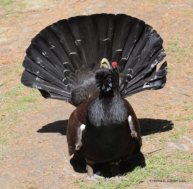Western Capercaillie (Tetrao urogallus)