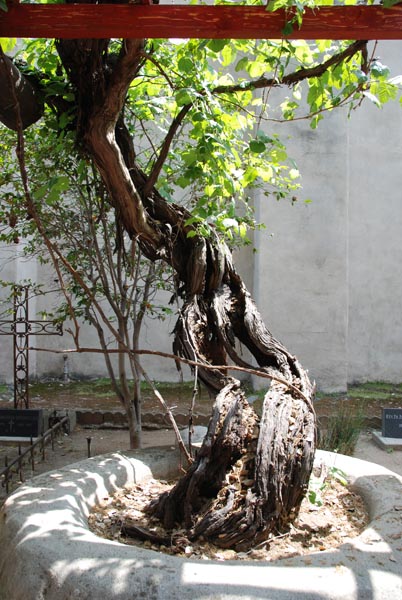 Grape Vine 01.jpg