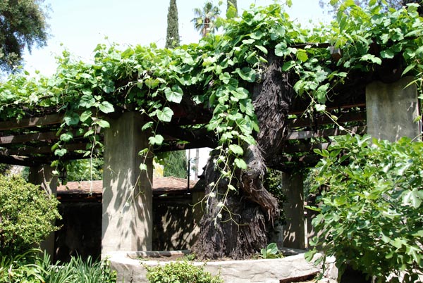 Grape Vine 02.jpg