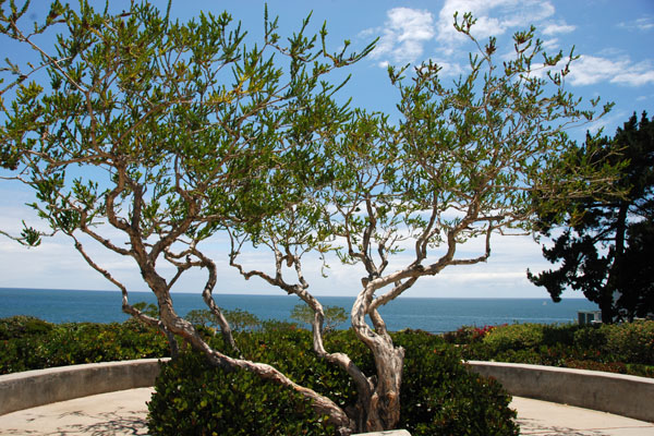 Tree 01.jpg