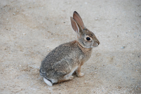 Bunny 01.jpg