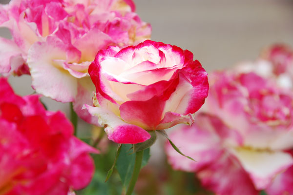 Flowers 07.jpg