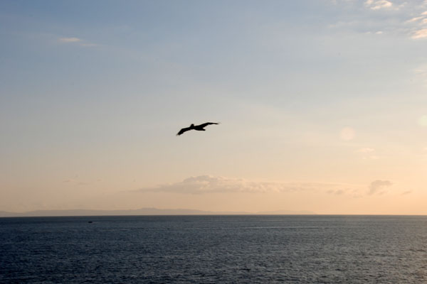 Pelican  Catalina Island.jpg