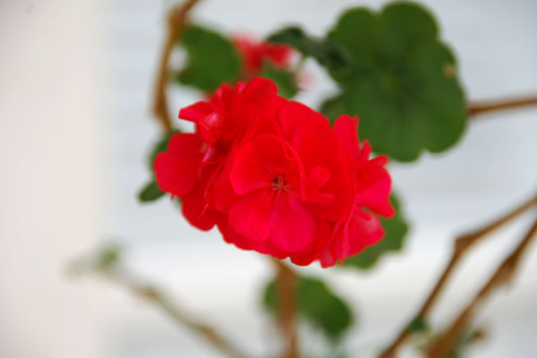 Flowers 10.jpg