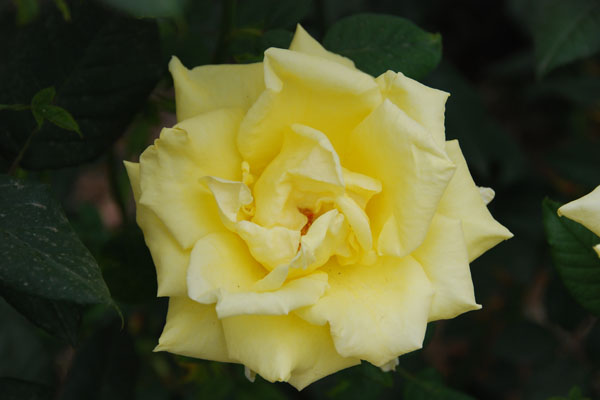 Flowers 03.jpg