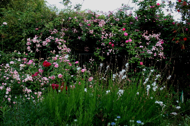 Gertrude Jekyll Flower Bed