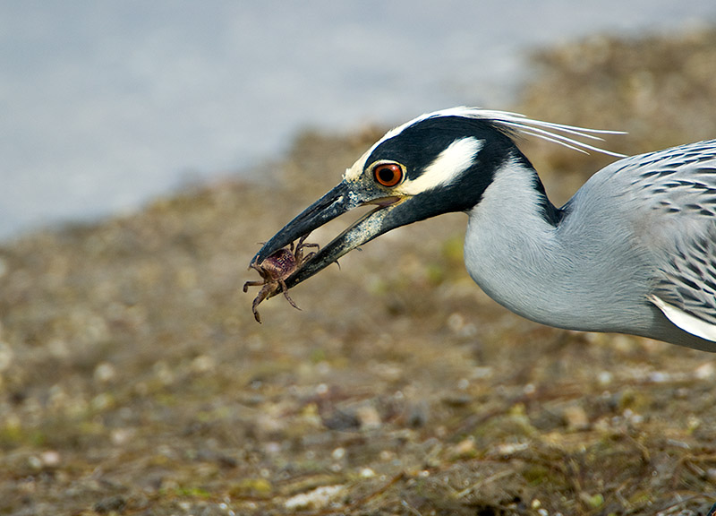 Yellow Crown Night Heron