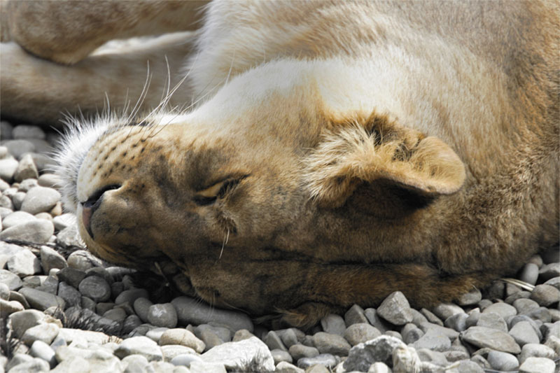 _MG_1212-asleep-on-the-rock.jpg