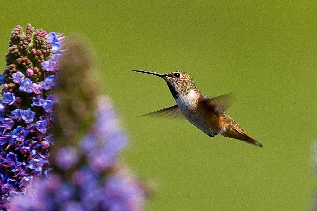 4/14/2010  Hummingbird