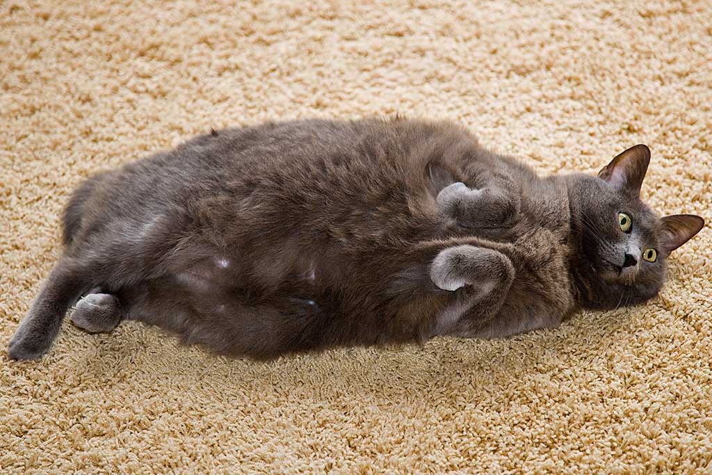 Sadie on the floor