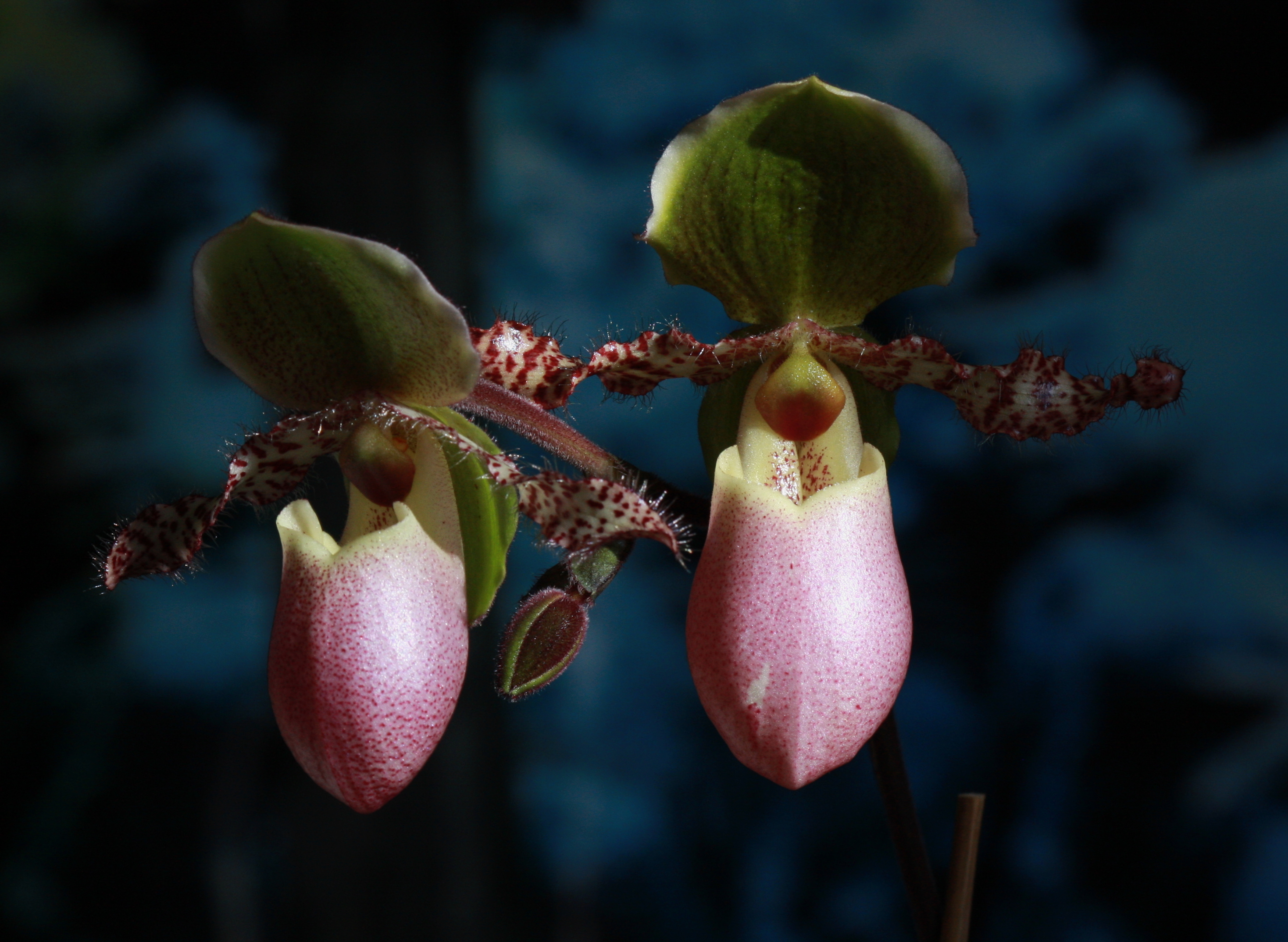 lady_slippers_sm.JPG