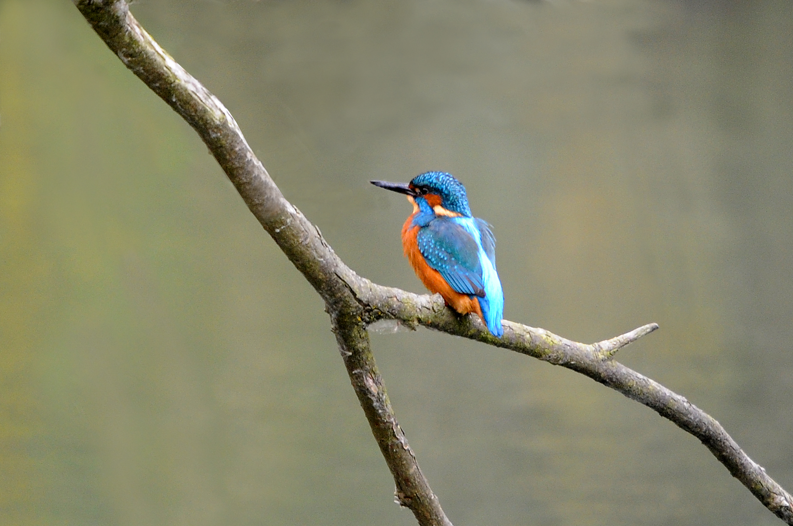Kingfisher. Barnwell Country Park. Oundle. UK