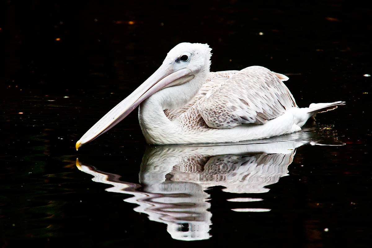 Reflected White  _MG_9176.jpg