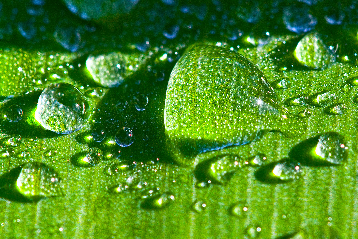 Green magnified  _MG_7207 p.jpg