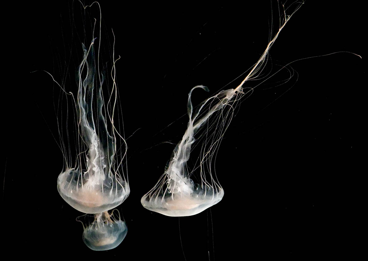 srgb twin jellyfish white upside down_MG_2150.jpg
