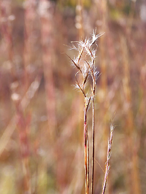 just grass