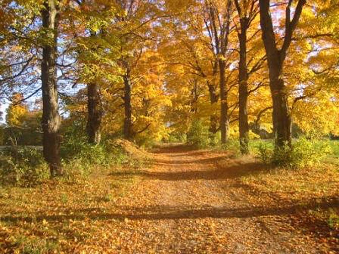 leaf-covered road