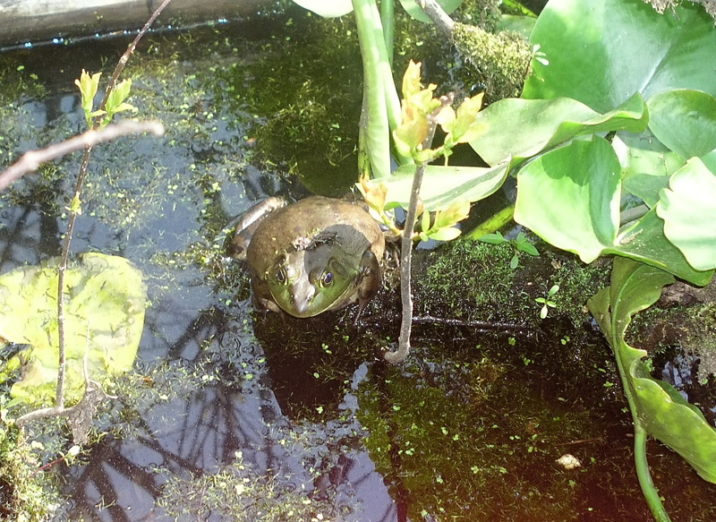 Bull frog