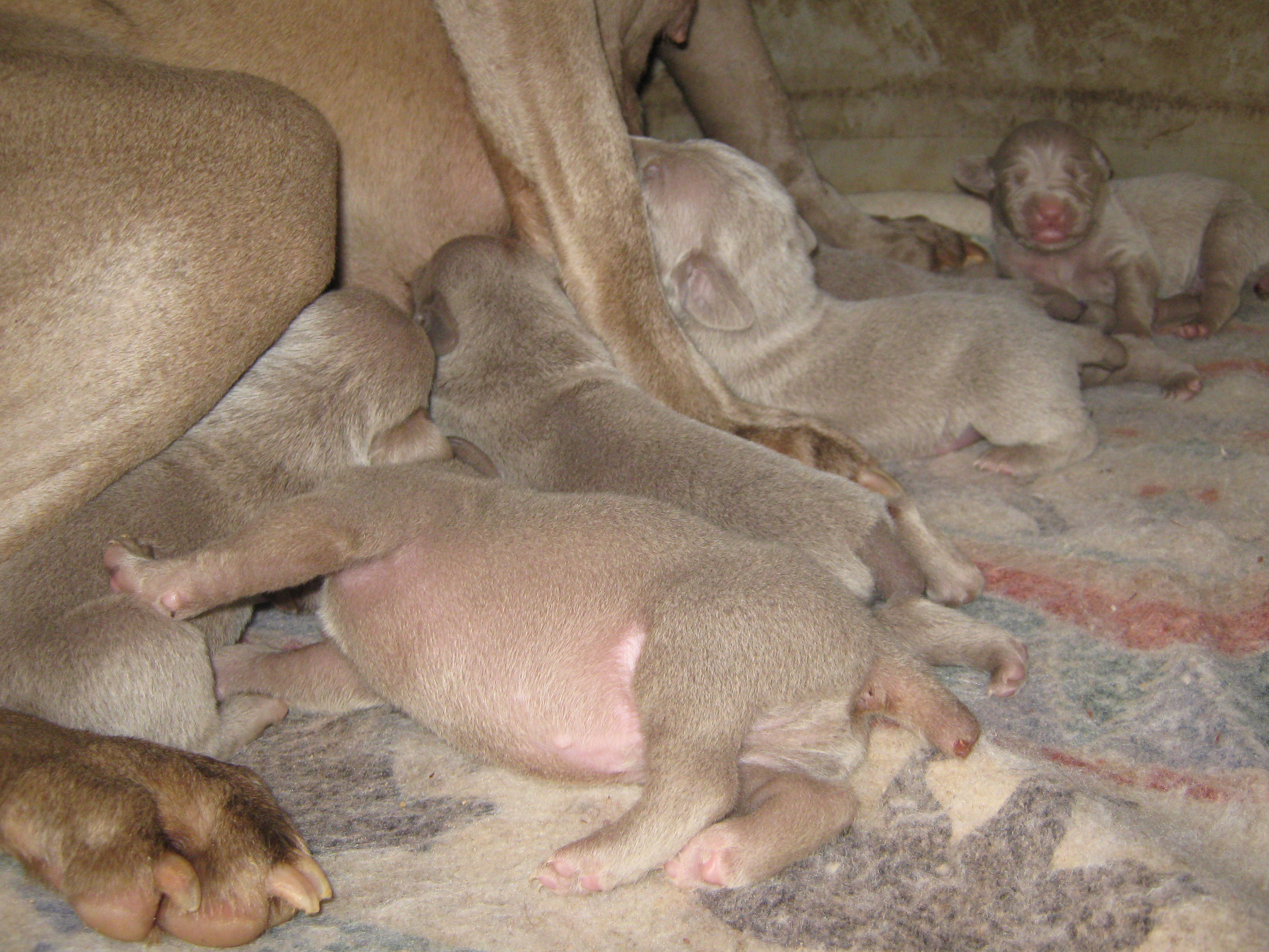 THIS IS NEW PICTURES OF PUPS AT 2 WEEKS OLD    THEY GROW SO FAST   ITS AMAZING