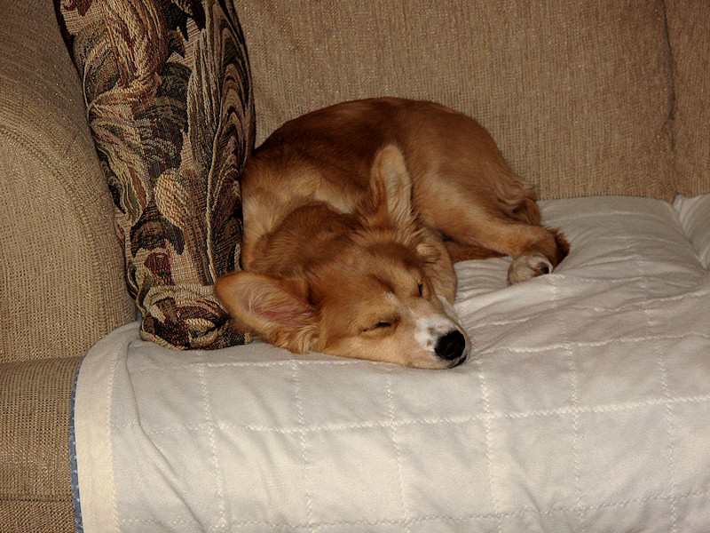 My girl is pooped!