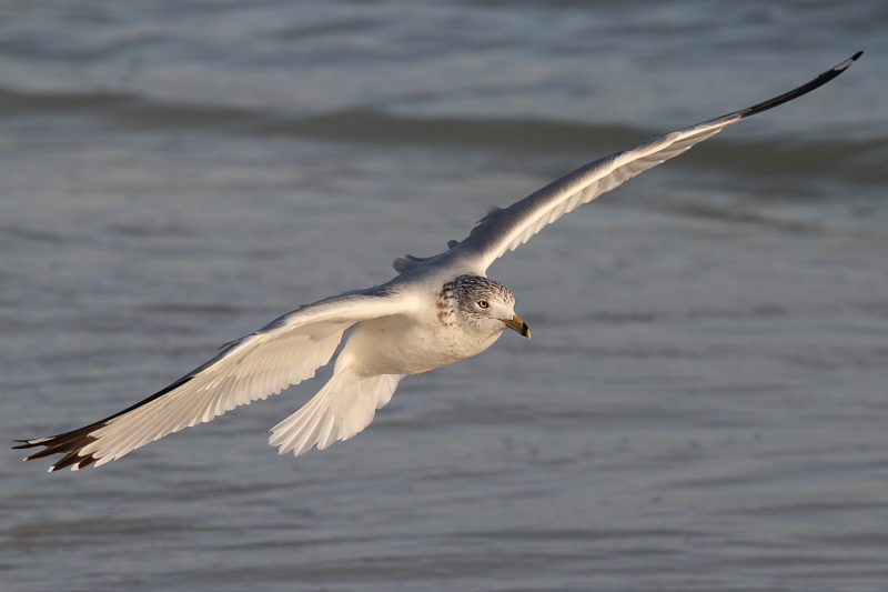 IMG_3212 full.JPG