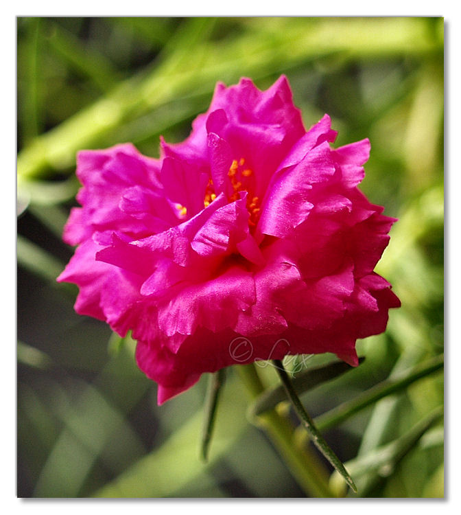 Home Flower