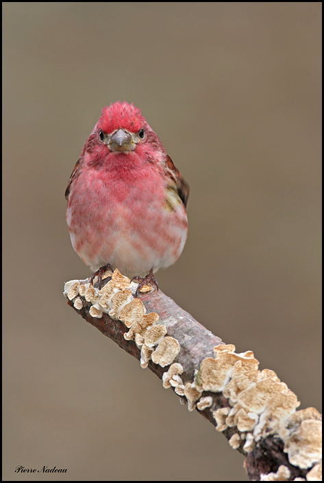 Roselin Pourpr Male