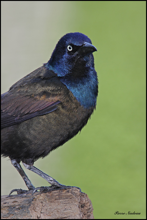 Quiscale Bronz Male
