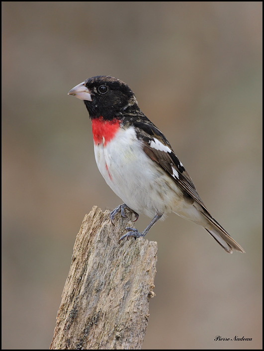 Rose-Breasted Grosbeak