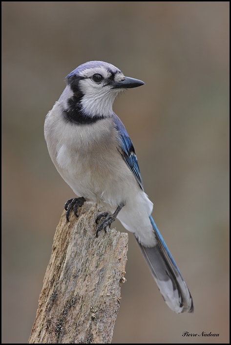 Blue Jay