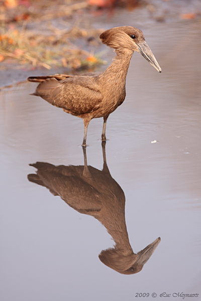 Hamerkop