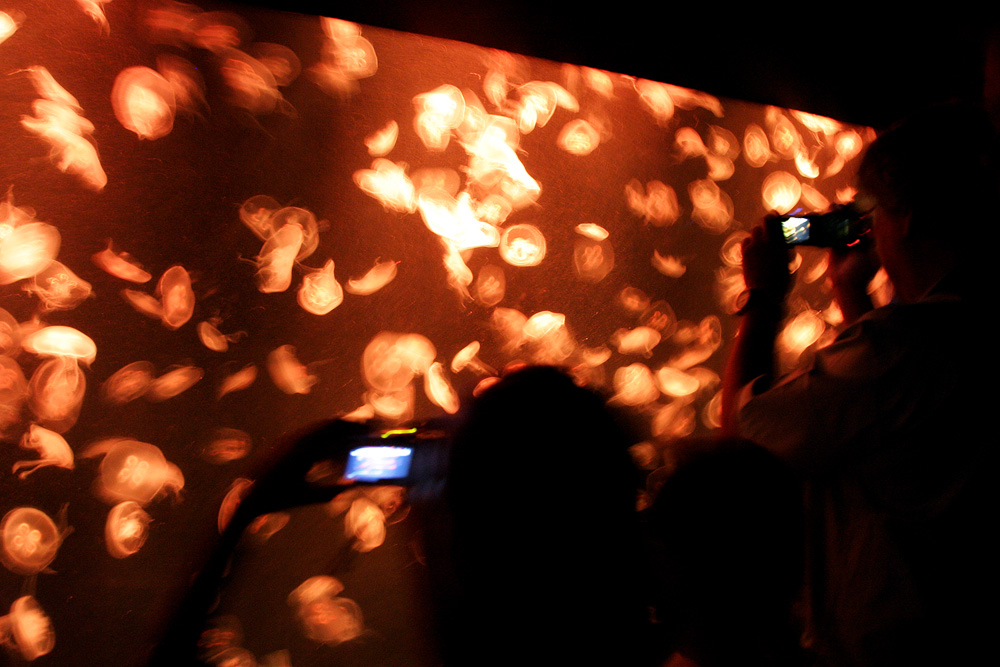 Photographing Dreams, HongKong, 2009