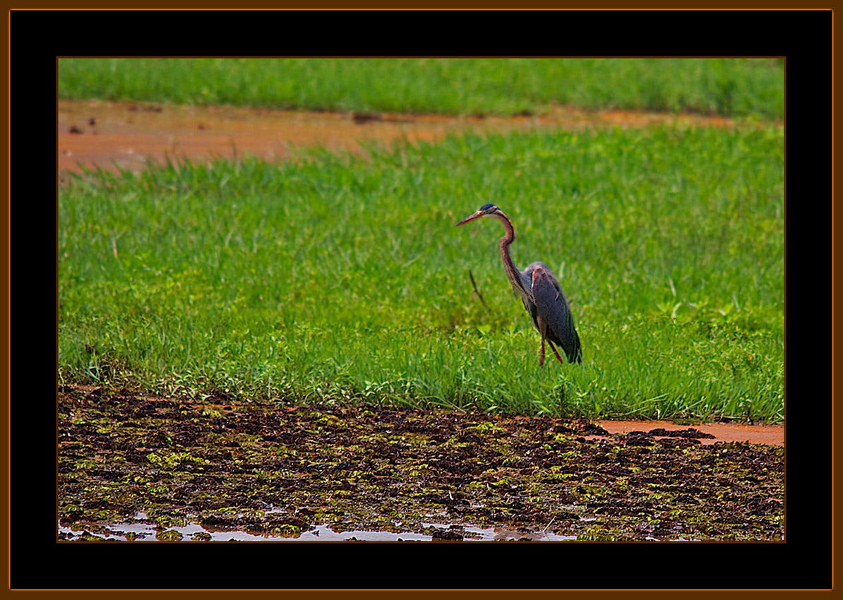 160=Purple-Heron-V2.jpg