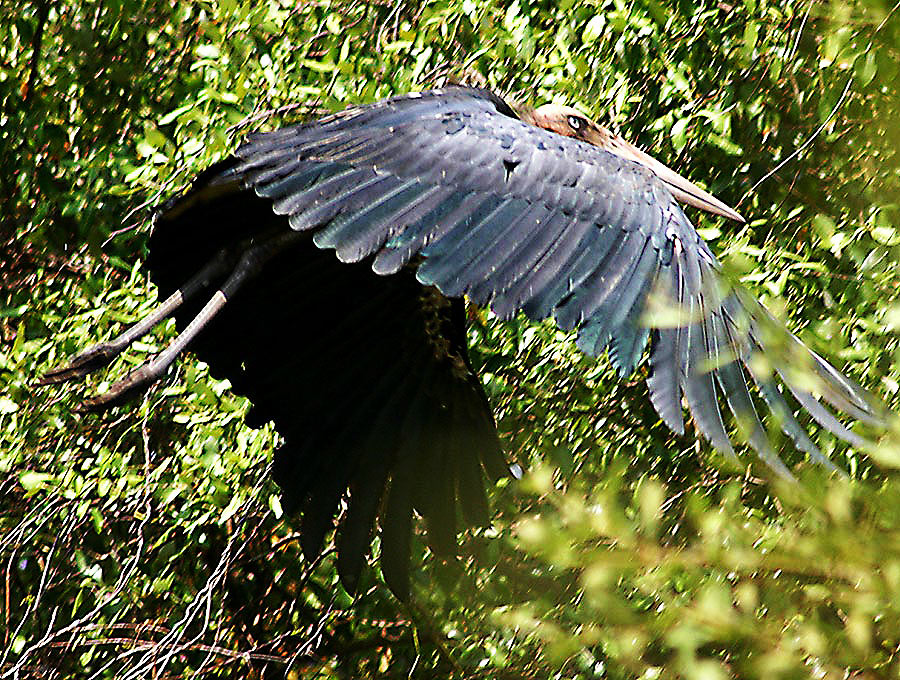 80-Lesser-Adjutant-Stork-Flying-Away.jpg