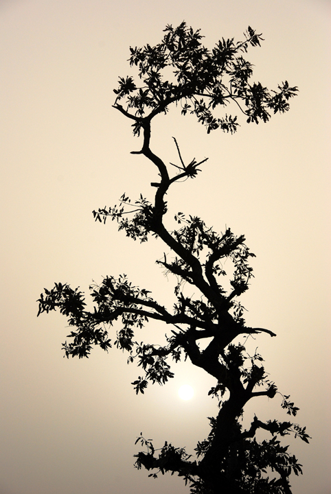 Harmattan Silhouette