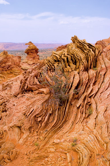 Oyster Shell Sandstone.jpg
