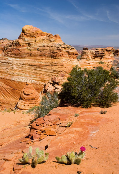 Prickly Pears in Coyote Buttes.jpg