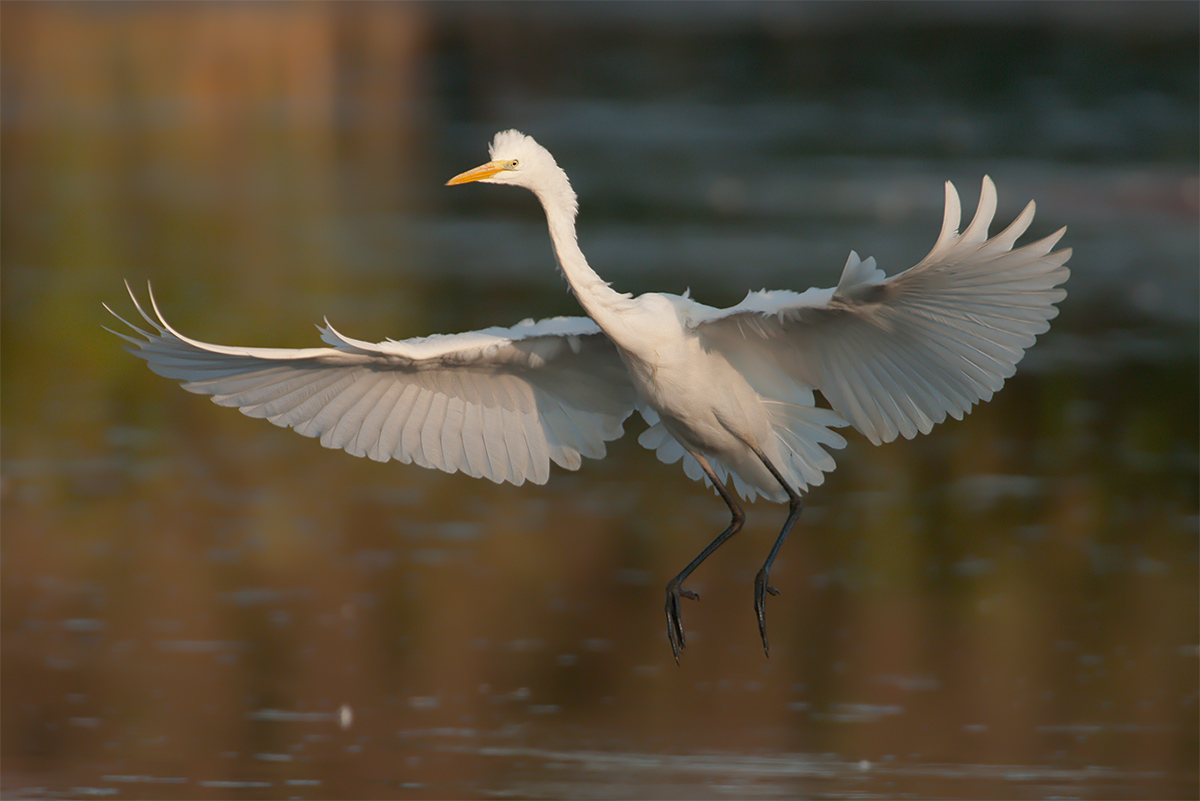 Great White Egret <br> Silberreiher <br> Ardea alba