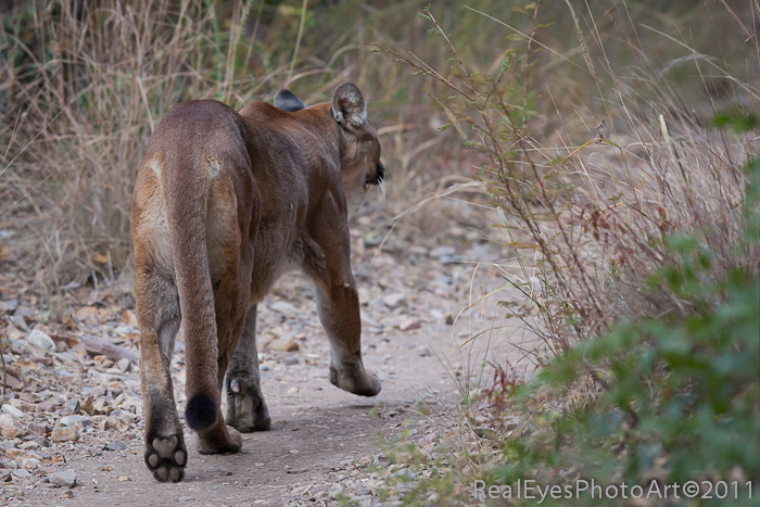 BigbendCougar 4 of 11-Edit.JPG