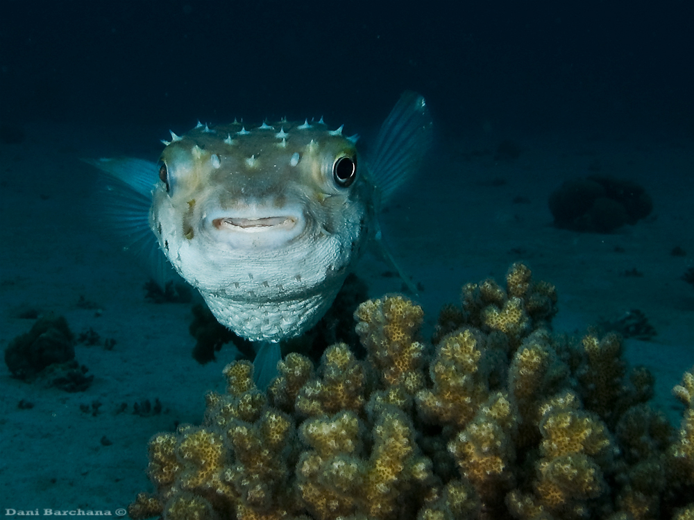 Yellowspotted burrfish