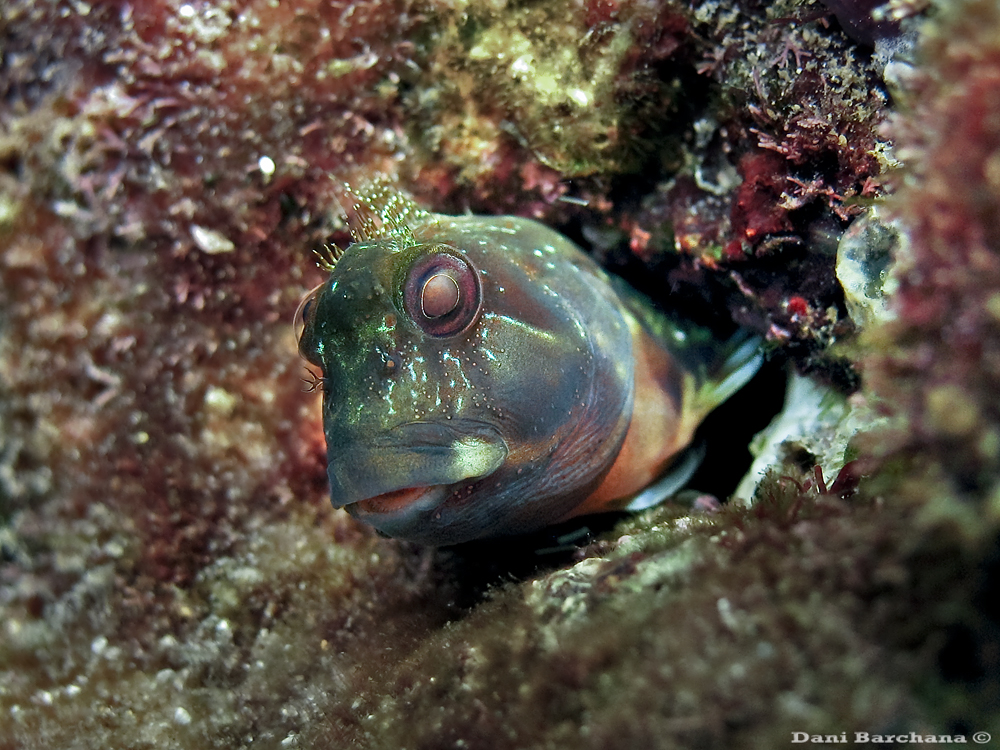 Parablennius incognitus, Mediterranean.