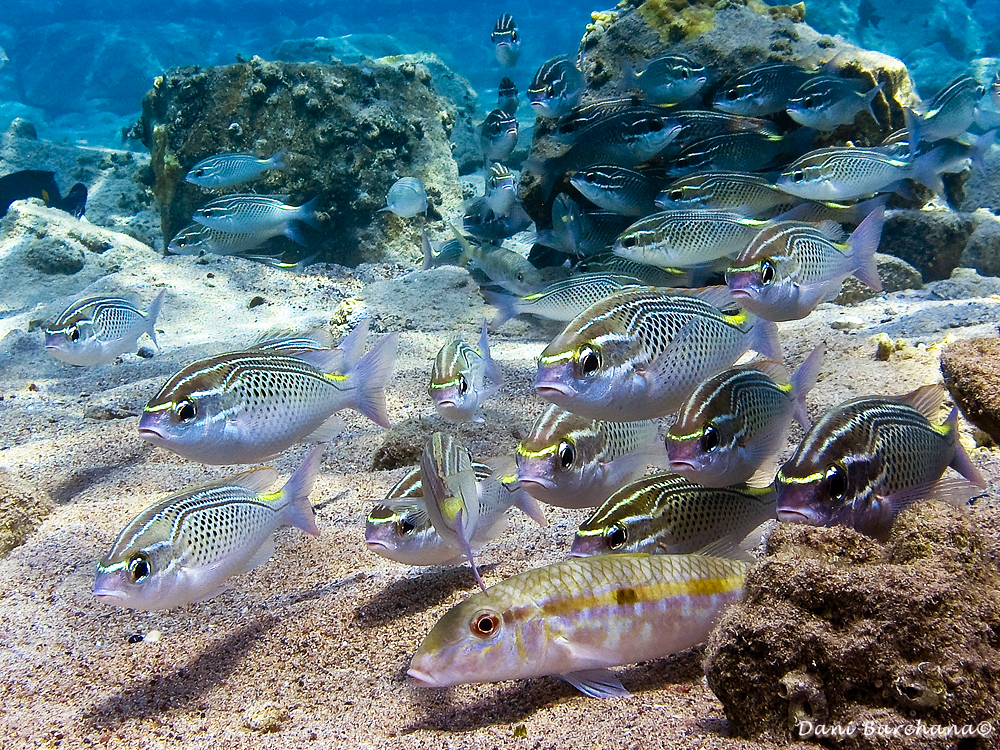 Arabian monocle bream -  Scolopsis ghanam