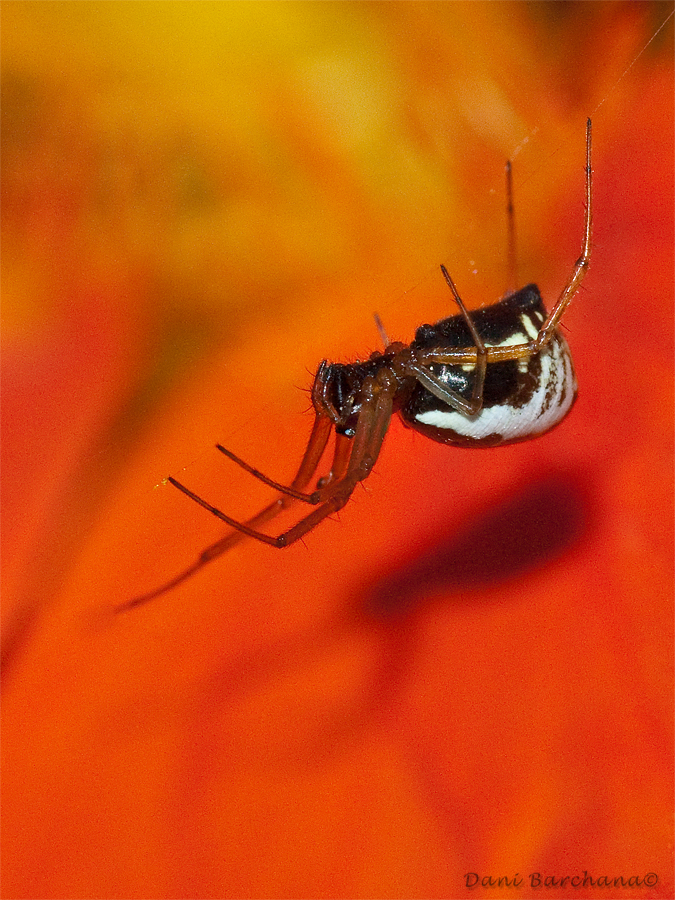 Frontinellina frutetorum, Female (stack-9 photos)