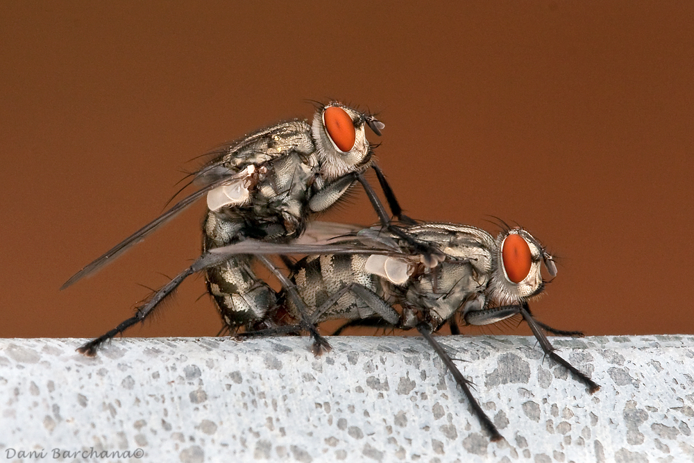Sarcophaga sp.