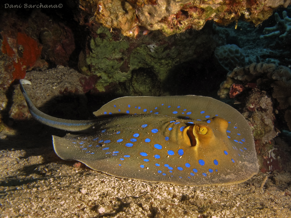 Blue Spotted Stingray