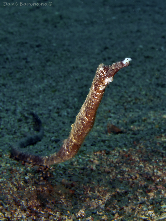 Double-ended Pipefish
