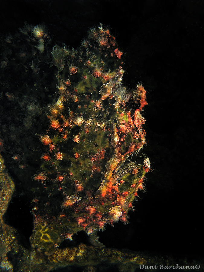 Frogfish