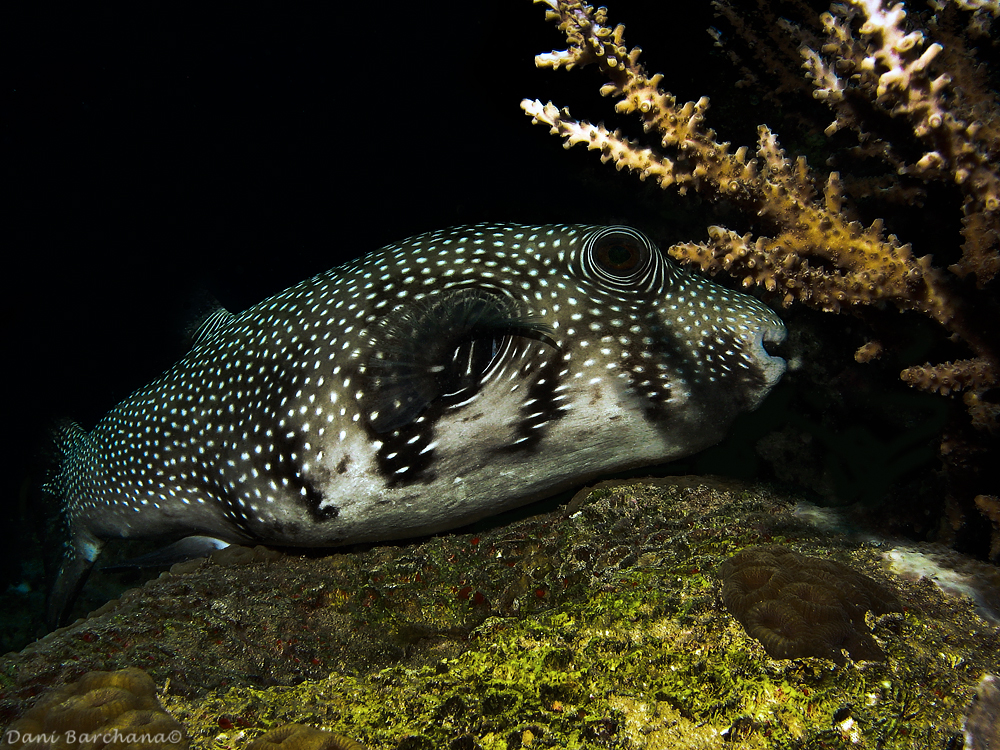 Whitespotted puffer (Arothron hispidus)
