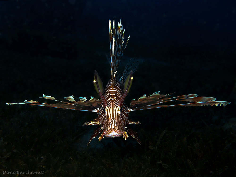 Lionfish (Pterois miles)