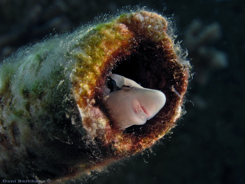 False cleanerfish (Aspidontus taeniatus )